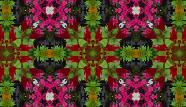 A mix of lots of different flowers - some very dark red spiked flowers - Image 9