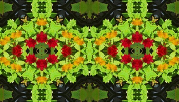 A mix of lots of different flowers - some very dark red spiked flowers - Image 13