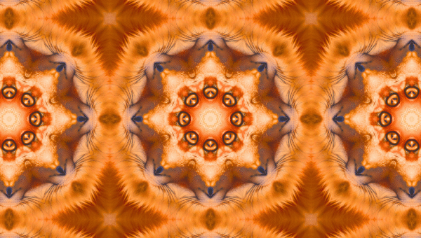 Fire Fox - facinng - Image 3