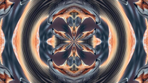 Fire Fox - facinng - Image 16