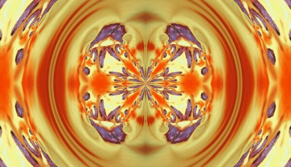 Tulip - red & yellow - Image 13