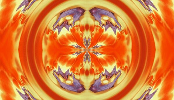 Tulip - red & yellow - Image 14