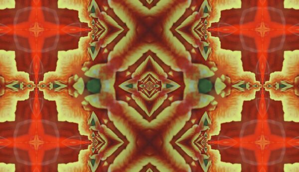 Tulip - red & yellow - Image 16