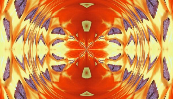 Tulip - red & yellow - Image 18