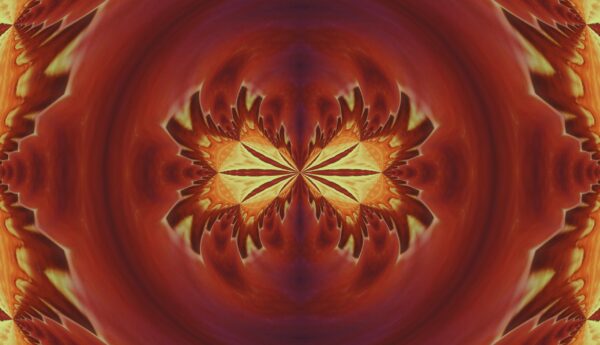 Tulip - red & yellow - Image 20