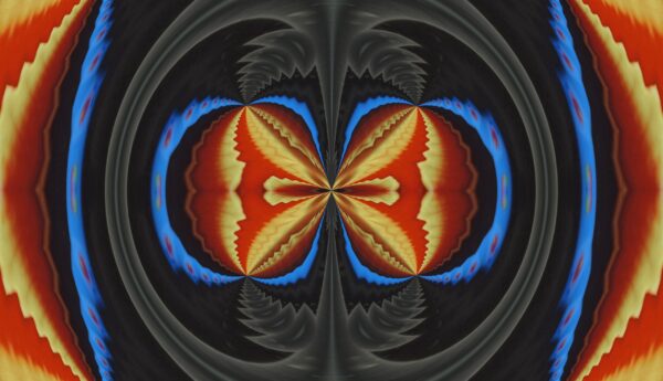 Tulip - red & yellow - Image 24