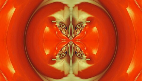 Tulip - red & yellow - Image 4