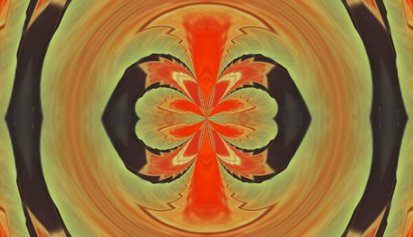 Tulip - red & yellow - Image 6