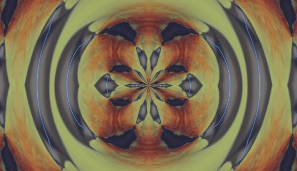 Tulip - red & yellow - Image 7