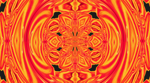 Gerber Daisy - Image 3